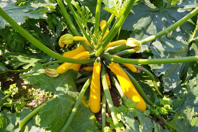 Zucchini Gold Rush Erdgartenoase